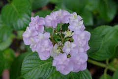 古き良き万博公園