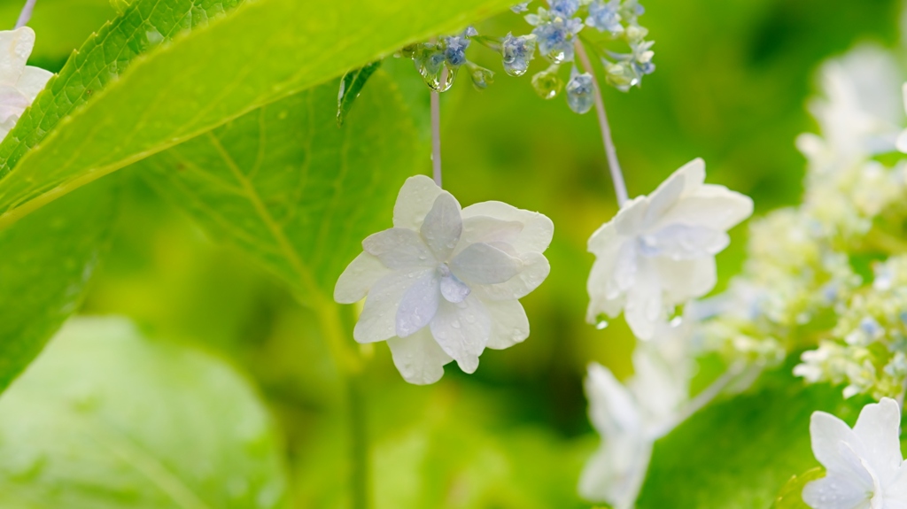 古き良き万博公園(試写)