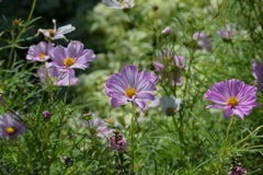 寒くなった秋のガーデンで。 寒くなった秋のガーデンで。