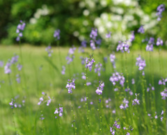 Gardenのお花たち