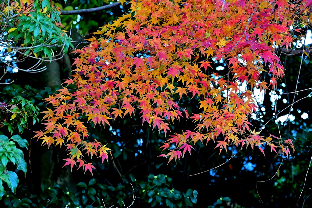 美酒と紅葉と音楽と