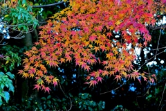 美酒と紅葉と音楽と