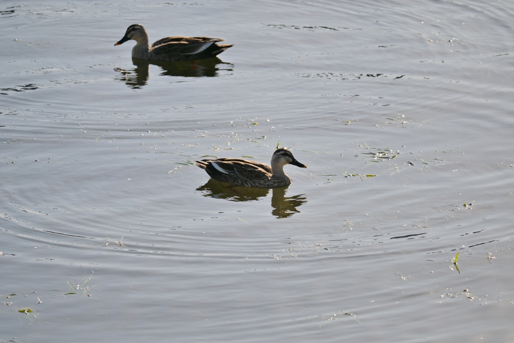 寒くなった秋のガーデンで。