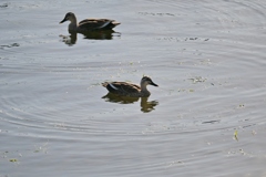 寒くなった秋のガーデンで。