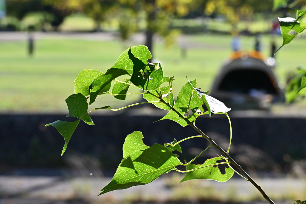初秋の公園で・・