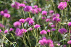 寒くなった秋のガーデンで。