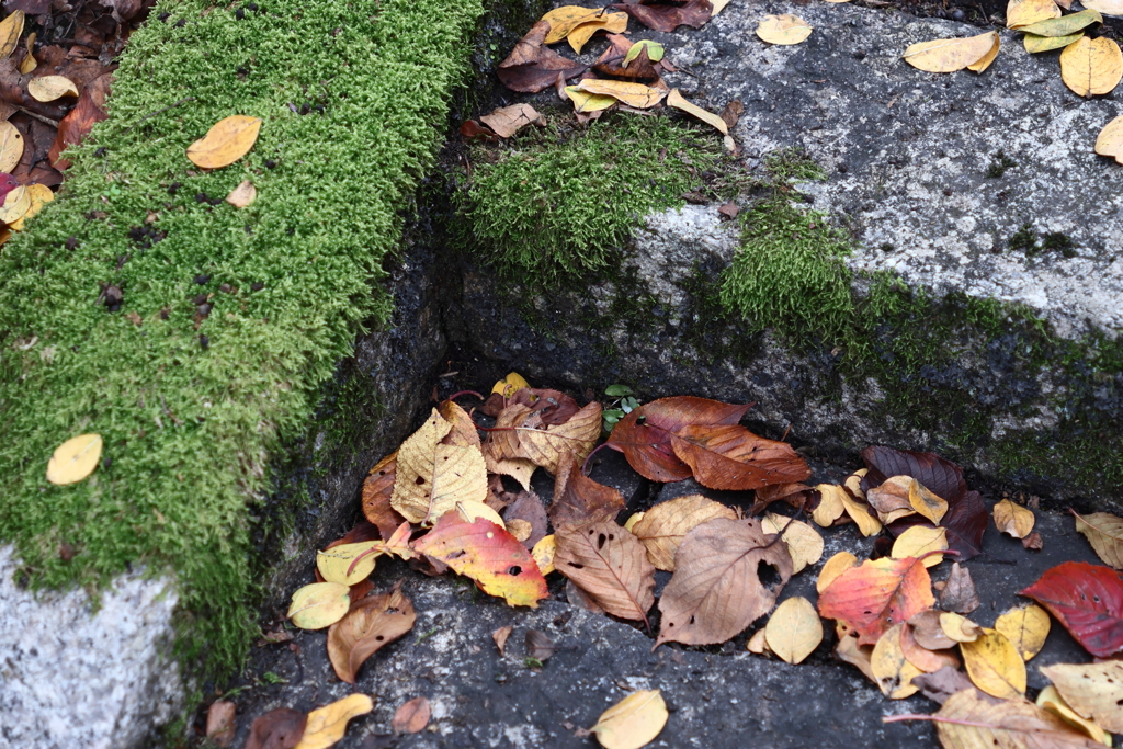 落ち葉