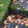 落ち葉