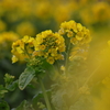 菜の花２