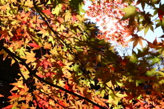 ちりばめられた色