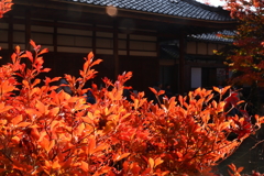 燃えたつ紅葉