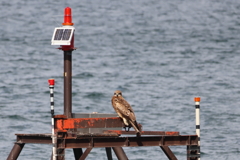 琵琶湖の番長(番鳥)