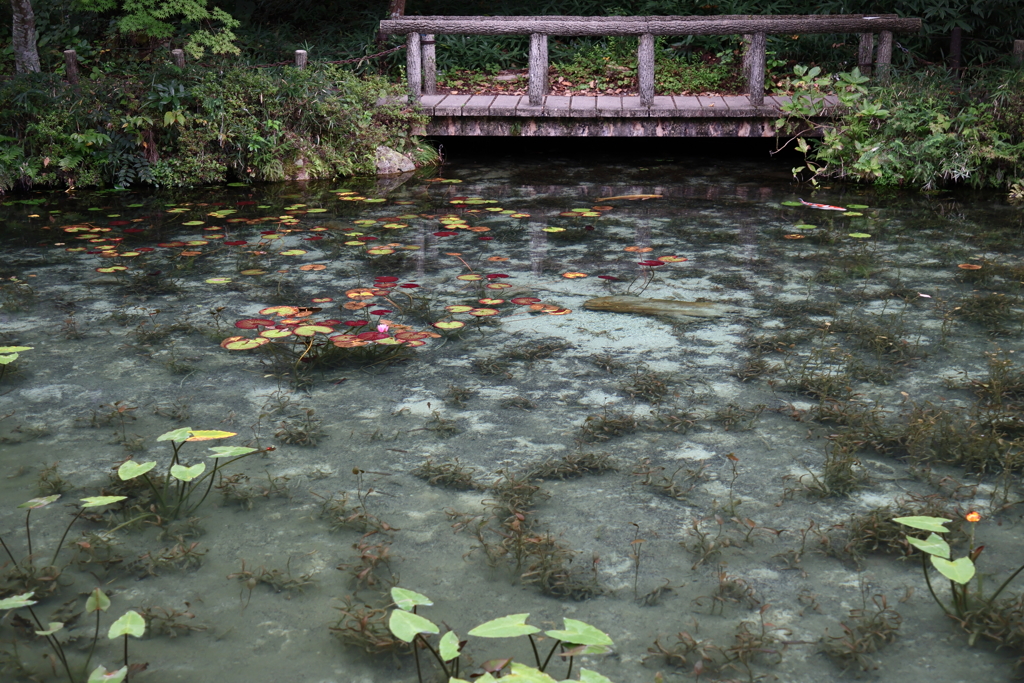 モネの池
