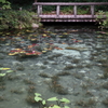 モネの池