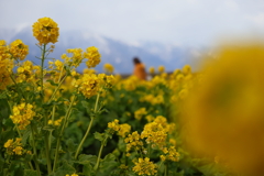 菜の花５
