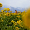 菜の花５