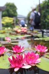 水連