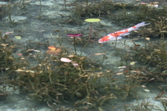 浮かぶ鯉