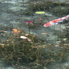 浮かぶ鯉