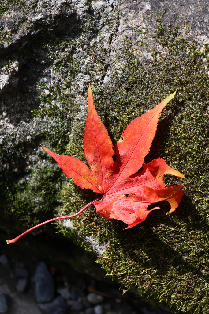 ひとひらの物語