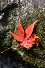 ひとひらの物語