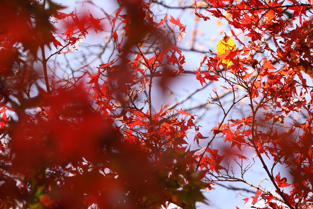 大原野神社2