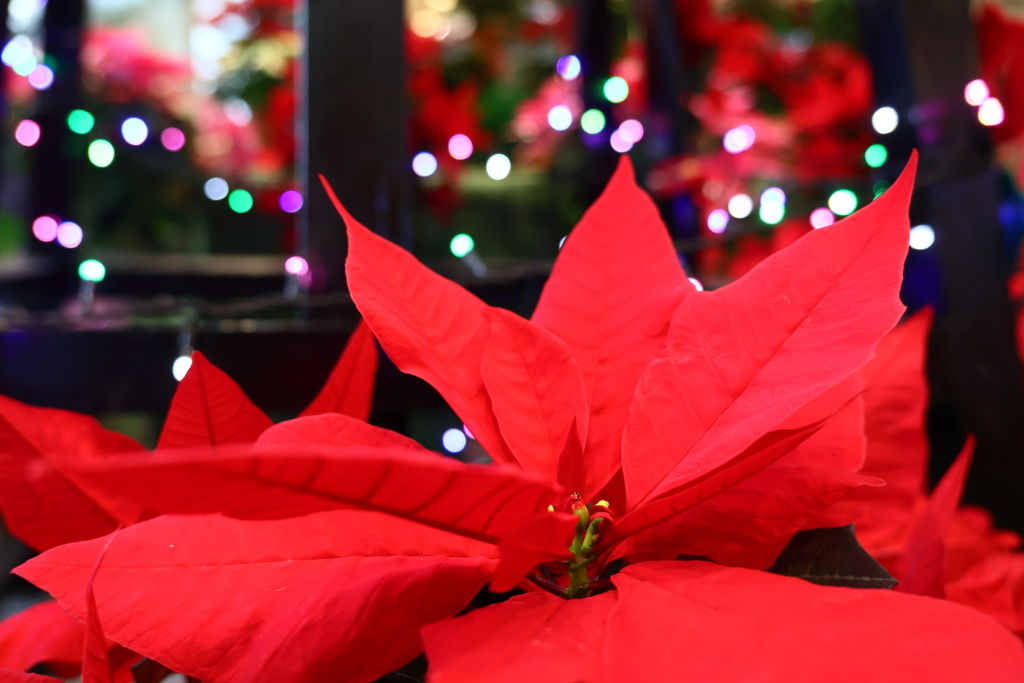 もうすぐクリスマス