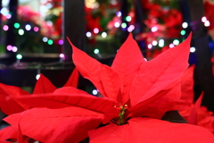 もうすぐクリスマス