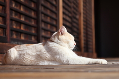 滋賀のスフィンクス