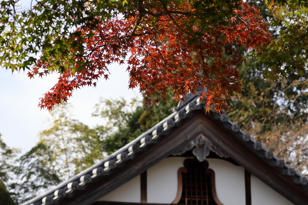 光秀公の菩提寺 西教寺