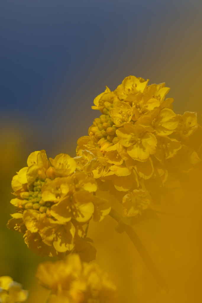 菜の花４