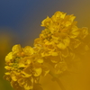 菜の花４