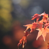 紅葉