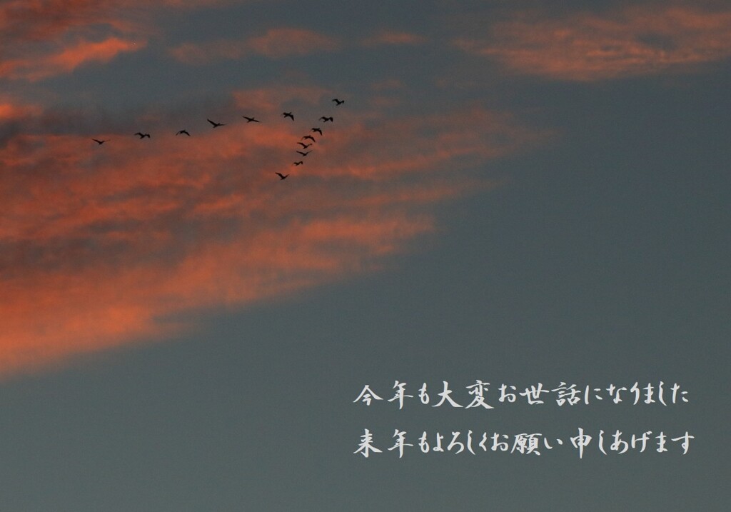 朝焼けの琵琶湖に舞う