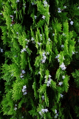 コテノガシワの花