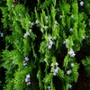 コテノガシワの花