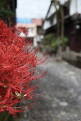 郡上八幡の彼岸花