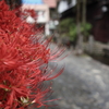 郡上八幡の彼岸花