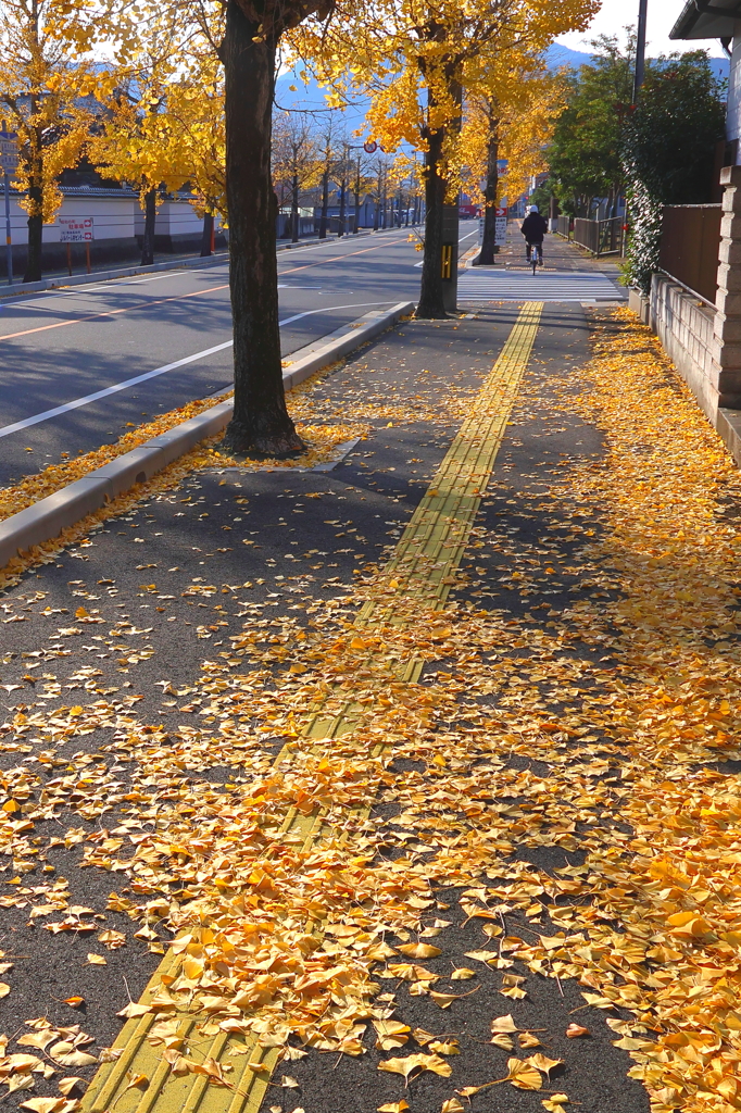 落ち葉の歩道