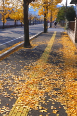 落ち葉の歩道