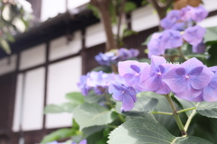 梅雨の一コマ