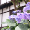 梅雨の一コマ