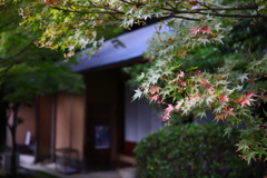 初秋のたつの①