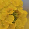 菜の花３