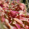 華やぎ