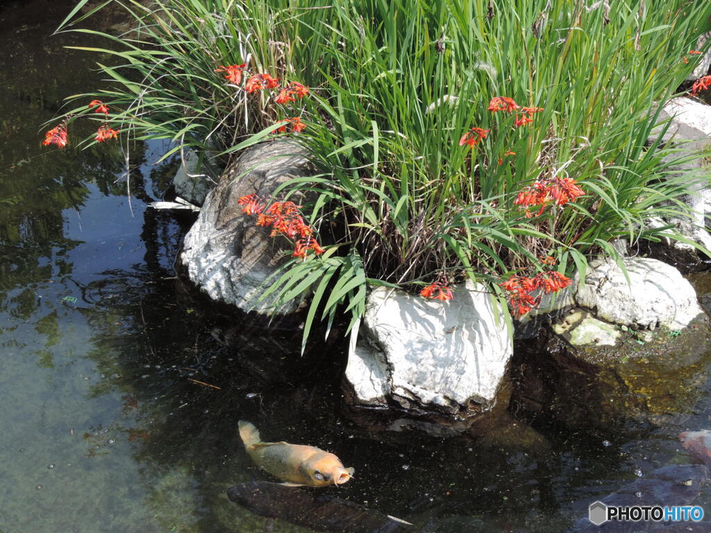 花と鯉