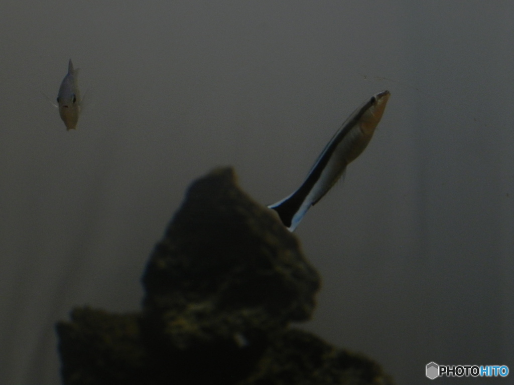 魚