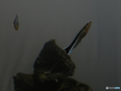 魚