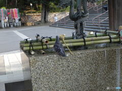 鳩