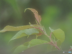 葉っぱ